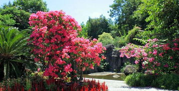 厦门园林植物园门票,厦门园林植物园门票预订,厦门园林植物园门票价格,去哪儿网门票